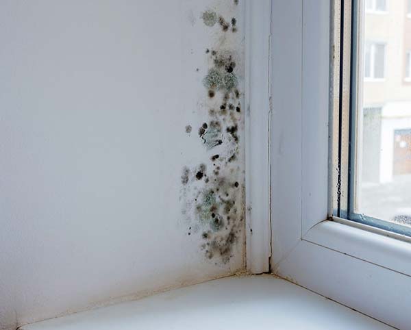 Mold Removal Remediation Services